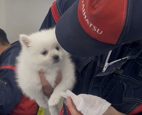 三田ダイハツでワンちゃん🐶飼う！？